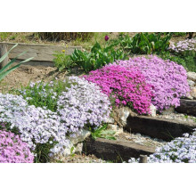 Флокс дугласа Лілак Клауд | Phlox douglasii Lilac Cloud | Флокс дугласа Лилак Клауд