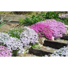 Флокс дугласа Лілак Клауд | Phlox douglasii Lilac Cloud | Флокс дугласа Лилак Клауд