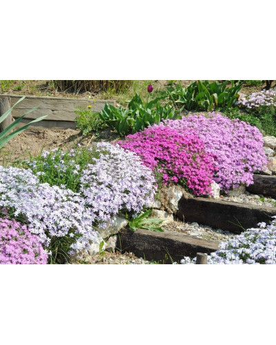 Флокс дугласа Лілак Клауд | Phlox douglasii Lilac Cloud | Флокс дугласа Лилак Клауд