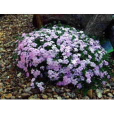 Флокс дугласа Лілак Клауд | Phlox douglasii Lilac Cloud | Флокс дугласа Лилак Клауд
