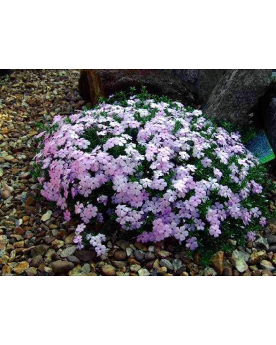 Флокс дугласа Лілак Клауд | Phlox douglasii Lilac Cloud | Флокс дугласа Лилак Клауд