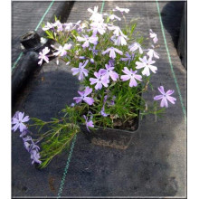 Флокс дугласа Лілак Клауд | Phlox douglasii Lilac Cloud | Флокс дугласа Лилак Клауд
