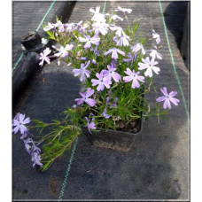 Флокс дугласа Лілак Клауд | Phlox douglasii Lilac Cloud | Флокс дугласа Лилак Клауд
