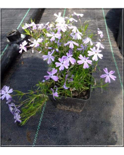 Флокс дугласа Лілак Клауд | Phlox douglasii Lilac Cloud | Флокс дугласа Лилак Клауд