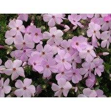 Флокс дугласа Лілак Клауд | Phlox douglasii Lilac Cloud | Флокс дугласа Лилак Клауд