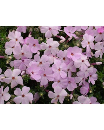 Флокс дугласа Лілак Клауд | Phlox douglasii Lilac Cloud | Флокс дугласа Лилак Клауд