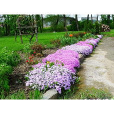 Флокс дугласа Лілак Клауд | Phlox douglasii Lilac Cloud | Флокс дугласа Лилак Клауд