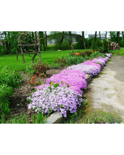 Флокс дугласа Лілак Клауд | Phlox douglasii Lilac Cloud | Флокс дугласа Лилак Клауд