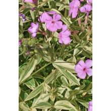 Флокс лежачий Варієгата | Phlox procumbens Variegata | Флокс лежачий Вариегата