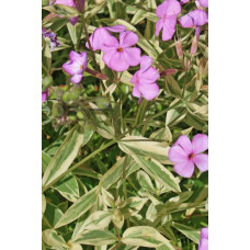 Флокс лежачий Варієгата | Phlox procumbens Variegata | Флокс лежачий Вариегата