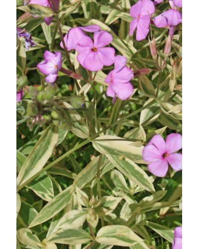 Флокс лежачий Варієгата | Phlox procumbens Variegata | Флокс лежачий Вариегата