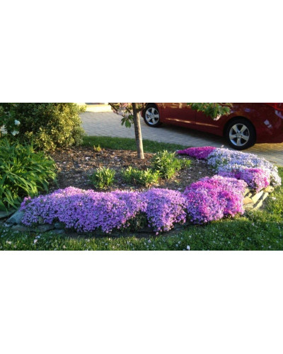 Флокс лежачий Варієгата | Phlox procumbens Variegata | Флокс лежачий Вариегата