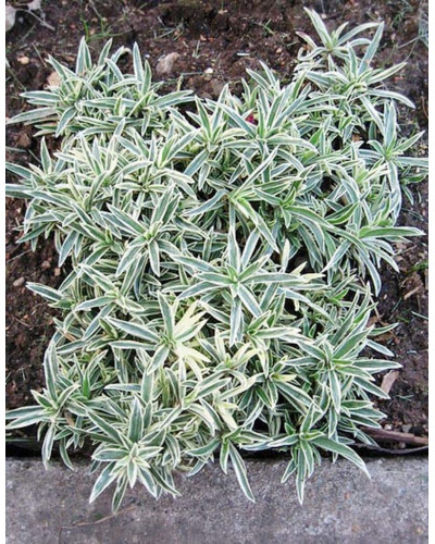 Флокс лежачий Варієгата | Phlox procumbens Variegata | Флокс лежачий Вариегата