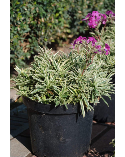 Флокс лежачий Варієгата | Phlox procumbens Variegata | Флокс лежачий Вариегата