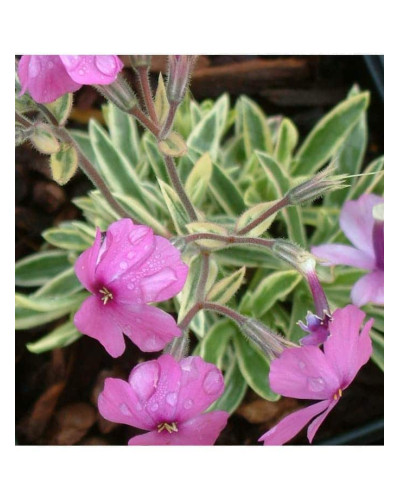Флокс лежачий Варієгата | Phlox procumbens Variegata | Флокс лежачий Вариегата