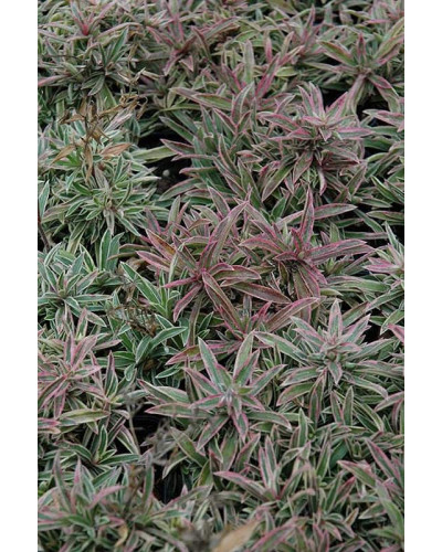 Флокс лежачий Варієгата | Phlox procumbens Variegata | Флокс лежачий Вариегата