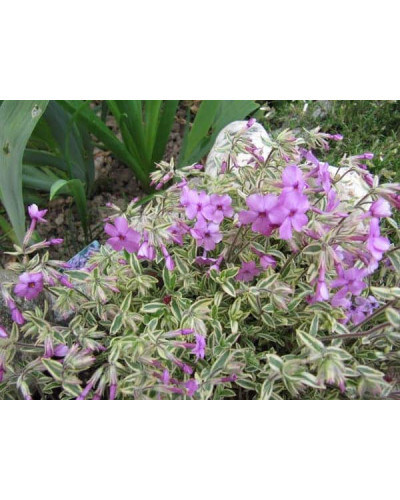 Флокс лежачий Варієгата | Phlox procumbens Variegata | Флокс лежачий Вариегата