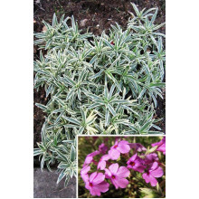 Флокс лежачий Варієгата | Phlox procumbens Variegata | Флокс лежачий Вариегата