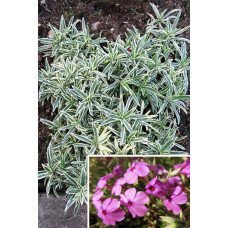Флокс лежачий Варієгата | Phlox procumbens Variegata | Флокс лежачий Вариегата