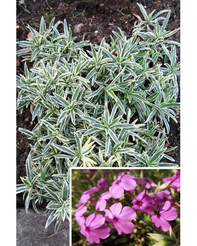 Флокс лежачий Варієгата | Phlox procumbens Variegata | Флокс лежачий Вариегата