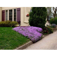 Флокс лежачий Варієгата | Phlox procumbens Variegata | Флокс лежачий Вариегата