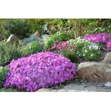 Флокс лежачий Варієгата | Phlox procumbens Variegata | Флокс лежачий Вариегата