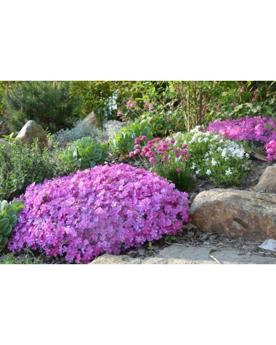 Флокс лежачий Варієгата | Phlox procumbens Variegata | Флокс лежачий Вариегата