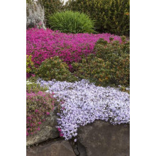 Флокс лежачий Варієгата | Phlox procumbens Variegata | Флокс лежачий Вариегата
