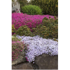 Флокс лежачий Варієгата | Phlox procumbens Variegata | Флокс лежачий Вариегата