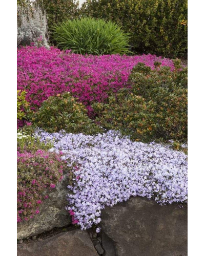 Флокс лежачий Варієгата | Phlox procumbens Variegata | Флокс лежачий Вариегата