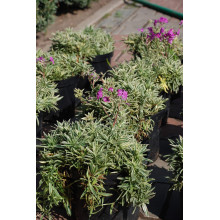 Флокс лежачий Варієгата | Phlox procumbens Variegata | Флокс лежачий Вариегата