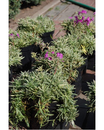 Флокс лежачий Варієгата | Phlox procumbens Variegata | Флокс лежачий Вариегата