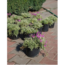 Флокс лежачий Варієгата | Phlox procumbens Variegata | Флокс лежачий Вариегата