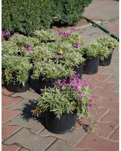 Флокс лежачий Варієгата | Phlox procumbens Variegata | Флокс лежачий Вариегата
