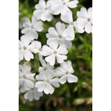Флокс шиловидний Майшнее | Флокс шиловидный Майшнее | Phlox subulata Maischnee