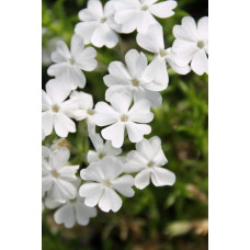 Флокс шиловидний Майшнее | Флокс шиловидный Майшнее | Phlox subulata Maischnee