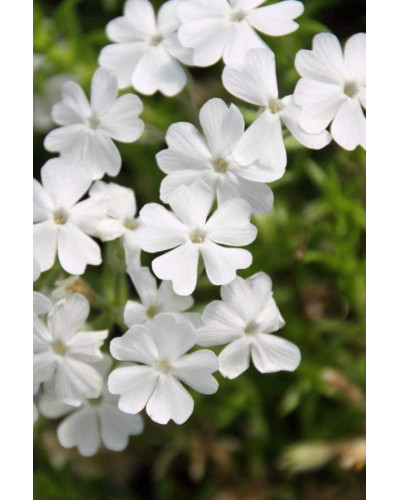 Флокс шиловидний Майшнее | Флокс шиловидный Майшнее | Phlox subulata Maischnee