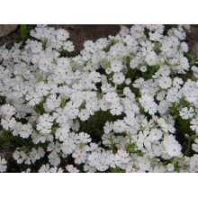 Флокс шиловидний Майшнее | Флокс шиловидный Майшнее | Phlox subulata Maischnee