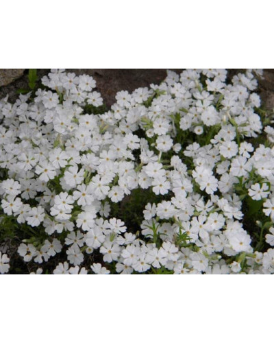 Флокс шиловидний Майшнее | Флокс шиловидный Майшнее | Phlox subulata Maischnee
