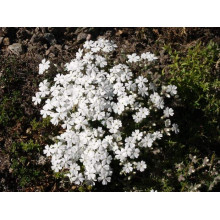 Флокс шиловидний Майшнее | Флокс шиловидный Майшнее | Phlox subulata Maischnee