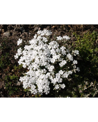 Флокс шиловидний Майшнее | Флокс шиловидный Майшнее | Phlox subulata Maischnee