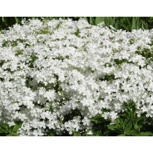 Флокс шиловидний Майшнее | Флокс шиловидный Майшнее | Phlox subulata Maischnee