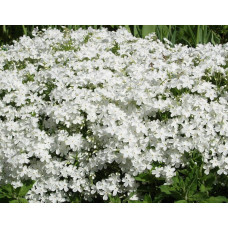 Флокс шиловидний Майшнее | Флокс шиловидный Майшнее | Phlox subulata Maischnee