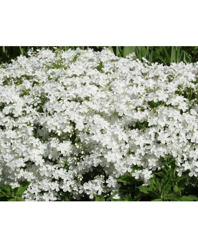 Флокс шиловидний Майшнее | Флокс шиловидный Майшнее | Phlox subulata Maischnee