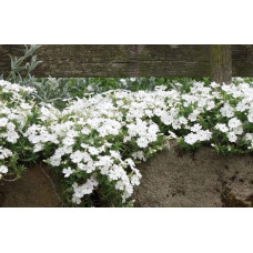 Флокс шиловидний Майшнее | Флокс шиловидный Майшнее | Phlox subulata Maischnee