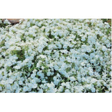 Флокс шиловидний Майшнее | Флокс шиловидный Майшнее | Phlox subulata Maischnee