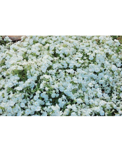 Флокс шиловидний Майшнее | Флокс шиловидный Майшнее | Phlox subulata Maischnee
