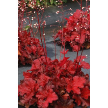 Гейхера гібридна Форевер Ред | Гейхера гибридная Форевер Ред | Heuchera hybrida Forever Red