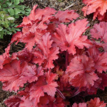 Гейхера гібридна Форевер Ред | Гейхера гибридная Форевер Ред | Heuchera hybrida Forever Red