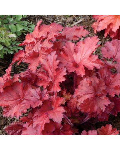 Гейхера гібридна Форевер Ред | Гейхера гибридная Форевер Ред | Heuchera hybrida Forever Red